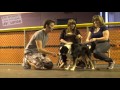 Dog Training 101: How to Train ANY DOG the Basics Dog Training 101: How to Train ANY DOG the Basics