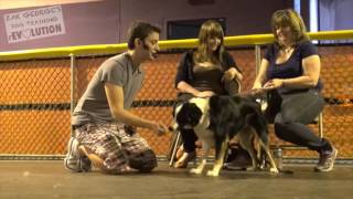 Dog Training 101: How to Train ANY DOG the Basics