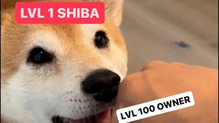 Shiba Fights Dark Souls Boss Everyday
