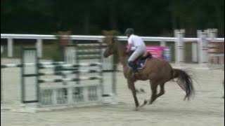 ♥ Petrus de Mazin- jumping horse  by Heartbreaker