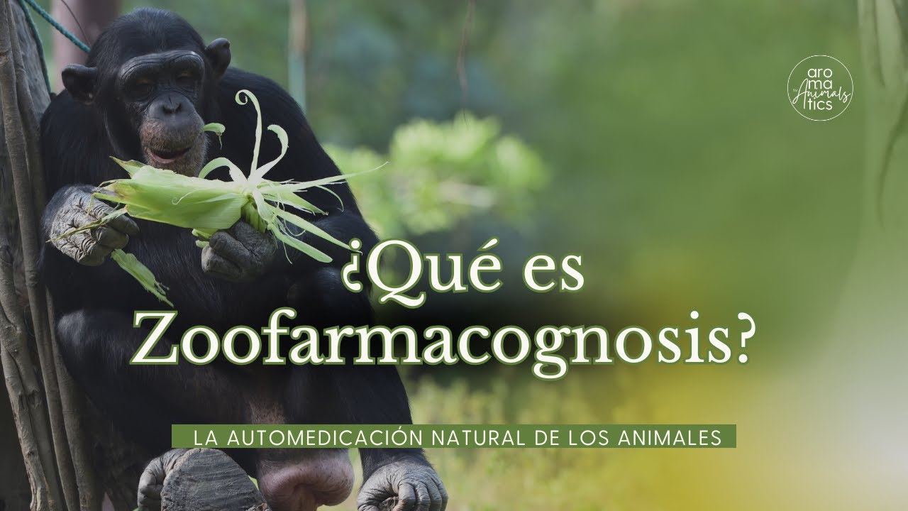 ¿Qué es la zoofarmacognosis? La automedicación natural de los animales