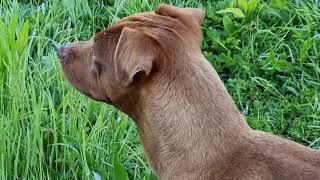 PATTERDALES OUT RABBITING