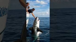 Fearless Encounter Playing With A Shark In The Wild