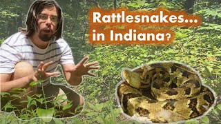 Finding a Timber Rattlesnake in Indiana!