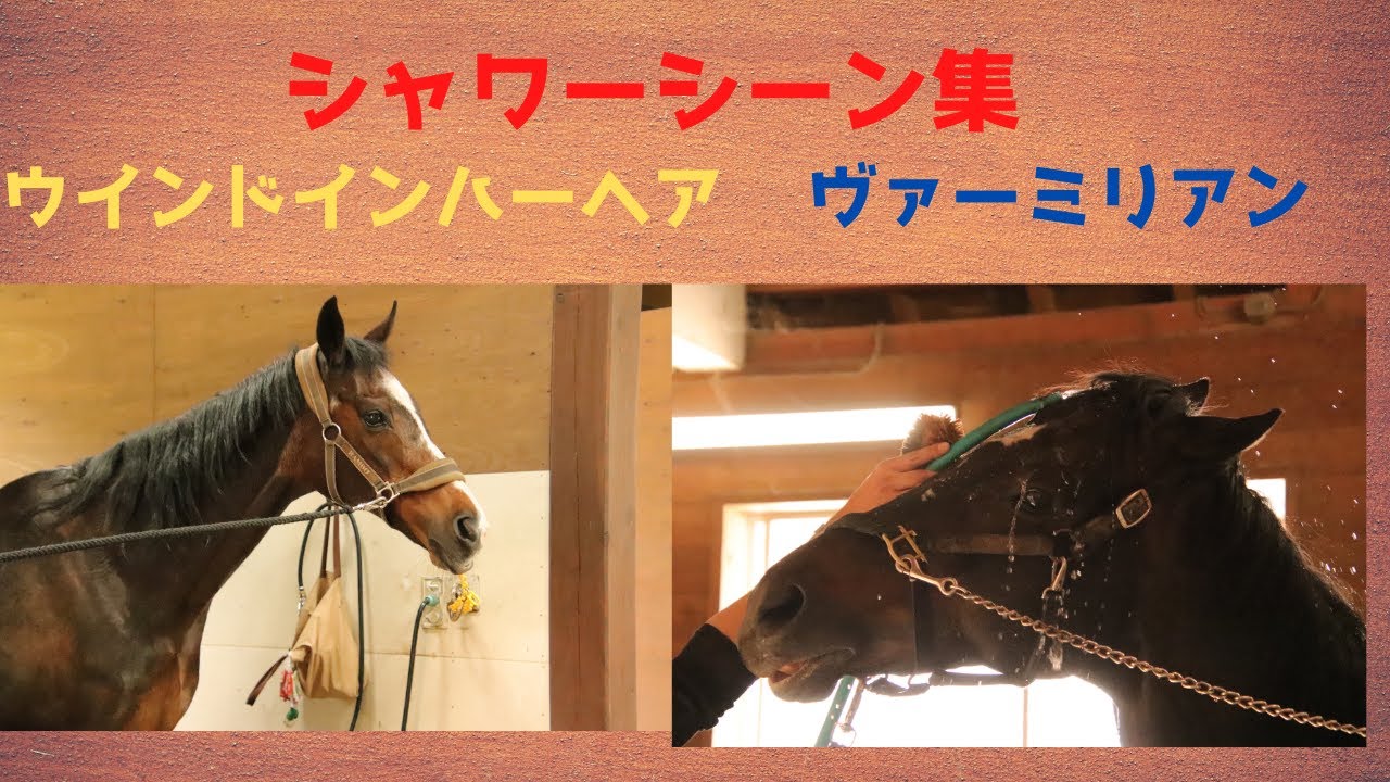 【お手入れシーン】ウインドインハーヘア&ヴァーミリアン YouTube 【お手入れシーン】ウインドインハーヘア&ヴァーミリアン YouTube