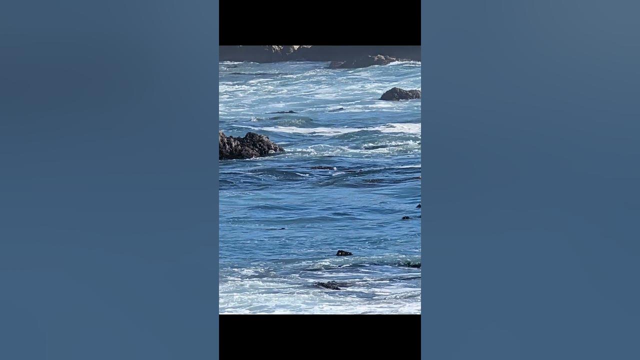 17 Mile Drive #californiaoutdoors #bayarea #california #17miledrive #roadtrips #travel #weekend