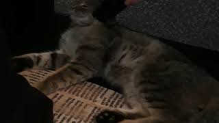 Пылесос как средство от блох Пылесос как средство от блох