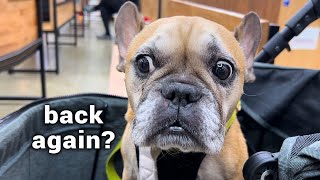 WE WERE SO SCARED TO SEE THIS.... Taking Haru Back To The Vet 😭 by Griffin Frenchie 163,178 views 4 months ago 6 minutes, 6 seconds