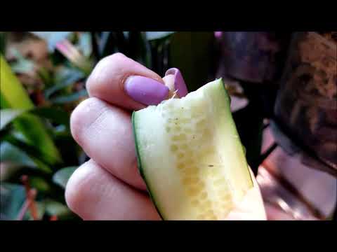 ორქიდეომანია # მწერებზე დიაგნოსტირების მარტივი ხერხი