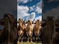 Sapi sedang melihat alien di langit  animals cow