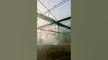 Fogger system  running inside polyhouse