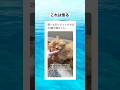 生きてて良かった... #shorts #animals #cat #動物 #猫