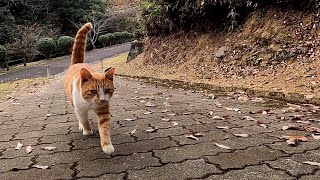遊歩道を散歩していたら向こうから野良猫が歩いてきたのでナデナデしたら膝の上に乗ってきた