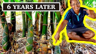 6 Years in the Making: Our Productive Bamboo Forest