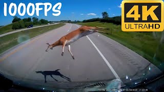 Hitting a deer at 70mph (1000x SLOWMO) 4K