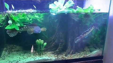 Cặp lóc Nữ Hoàng ghép chung được ngày đầu tiên