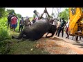 Rescuing an injured elephant stranded in water after a vehicle collision