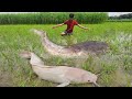 Unbelievable Big Hand Fishing. Amazing Boy Catch Big Catfish  By Hand In Big Hole. Best Hand Fishing