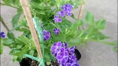 [GIẢM CỰC SỐC] Cây Chuỗi Ngọc Tím - chuỗi ngọc thái siêu bông Phản hồi tích cực từ khách hàng