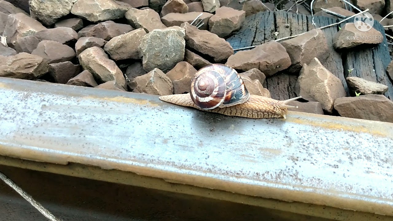 chico a fost atât de slăbită gleznă