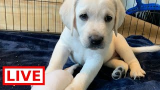 LIVE STREAM Puppy Cam!  Adorable Labrador Puppies at Play!