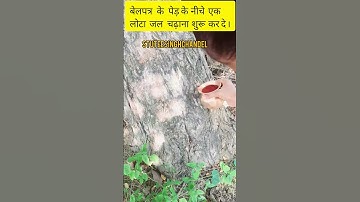 बेलपत्र के पेड़ के नीचे जल चढ़ाने का उपाय🙏🙏#pradeepmishra #viral #belpatra #viralshorts #shorts