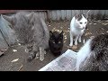 бездомные кошки котята и коты они нуждаются в нашей защите