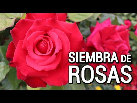 Vídeo: Como Cultivar Rosas De Interior