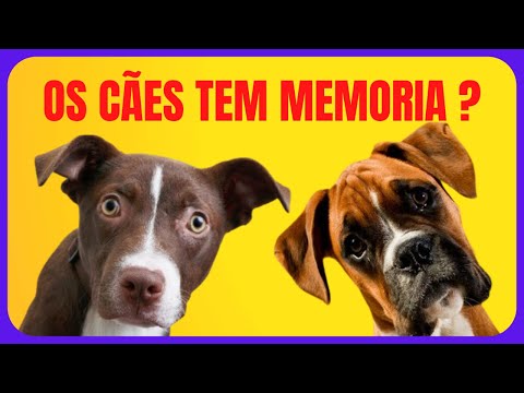 Vídeo: Será que importa qual dos seus cães anda primeiro?