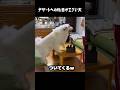 デザートへの執着がえげつない愛犬　#グレートピレニーズ #大型犬 #愛犬 #かわいい犬 #greatpyrenees