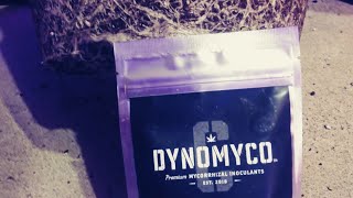 Testing out the mycorrhizal inoculant from DYNOMYCO, I'm transplanting my GELATO from #cropkingseeds