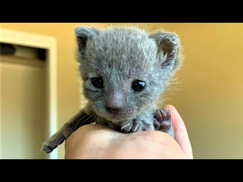 Video: A Mutant Kitten Was Born In Krasnoyarsk - Alternative View