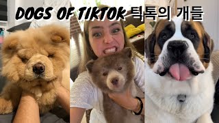 Dogs of Tiktok - Adorable and Clever | 재미있고 사랑스러운 개들 | ゴールデンレトリバーのベスト 🐶🐶🐶