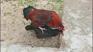 Chicken mating Video