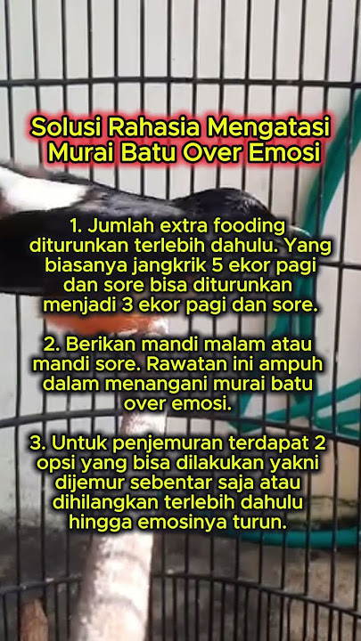 solusi mengatasi murai batu over emosi #muraibatu