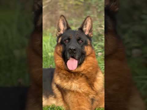 Asil Duruşuyla Alman Kurdu dostumuz