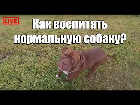 Совет собаководам. Как воспитать нормальную собаку? Питбуль red nose