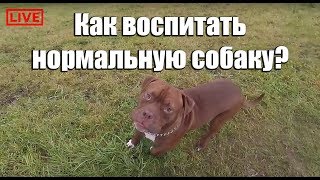 Совет собаководам. Как воспитать нормальную собаку? Питбуль red nose