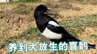 Magpie Rescue | More bread worms needed for bird following [A Dream in the World]
