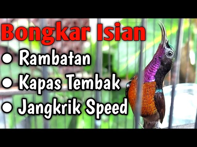 Kolibri Ninja Gacor Full Isian Jangkrik Speed, Rambatan, Kapas Tembak || Tembakan Panjang KoNin class=