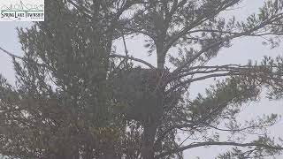 SLTP Eagle Cam