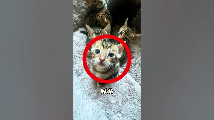 Watch the video about Bengal Cats