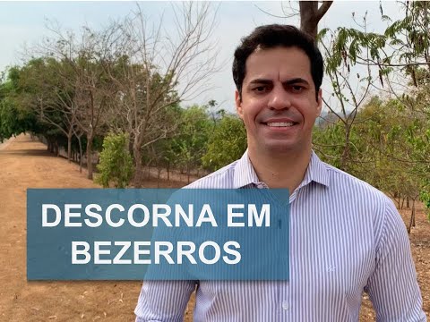 Vídeo: Por que descorna o gado?