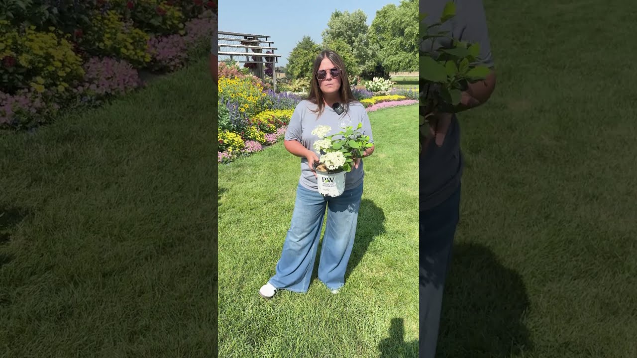 Plant Of The Day Incrediball Storm Proof 35 Off August 15 2025 Garden