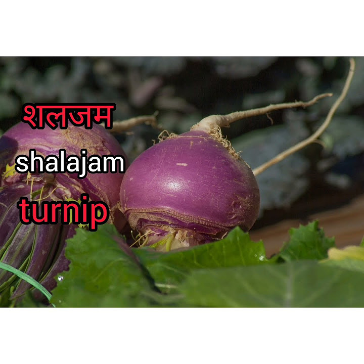 TURNIP MEANING IN HINDI WITH PICTURE AND TRANSLATION SHALAJAM MATLAB turnip-meaning-in-hindi-with-picture-and-translation-shalajam-matlab