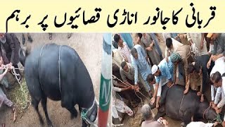 My Buffalo Qurbani Eid Ul Azha 2021 Dangerous Buffalo Qurbani
