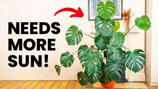 10 Signs Your Plant Needs More Sun