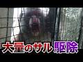 【有害鳥獣】人を襲うサル捕獲、貴重なサルの映像の数々