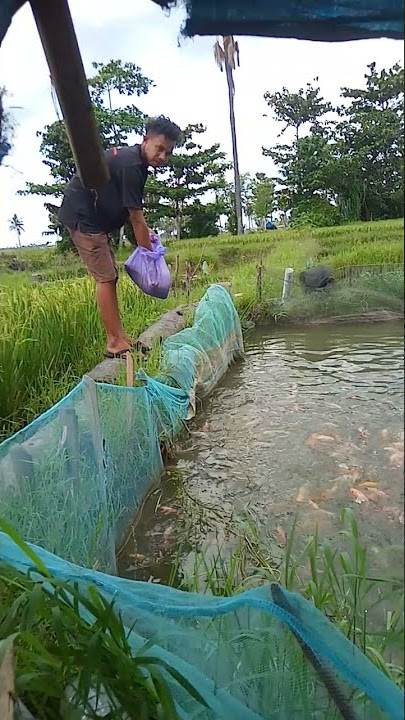 pemberian pakan untuk ikan nila di kolam tanah