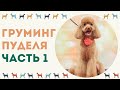 Стрижка пуделя Фантазийная. Часть 1